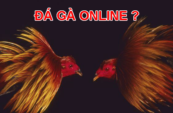 Đá gà online là gì? Tại sao nên xem và chơi đá gà online?