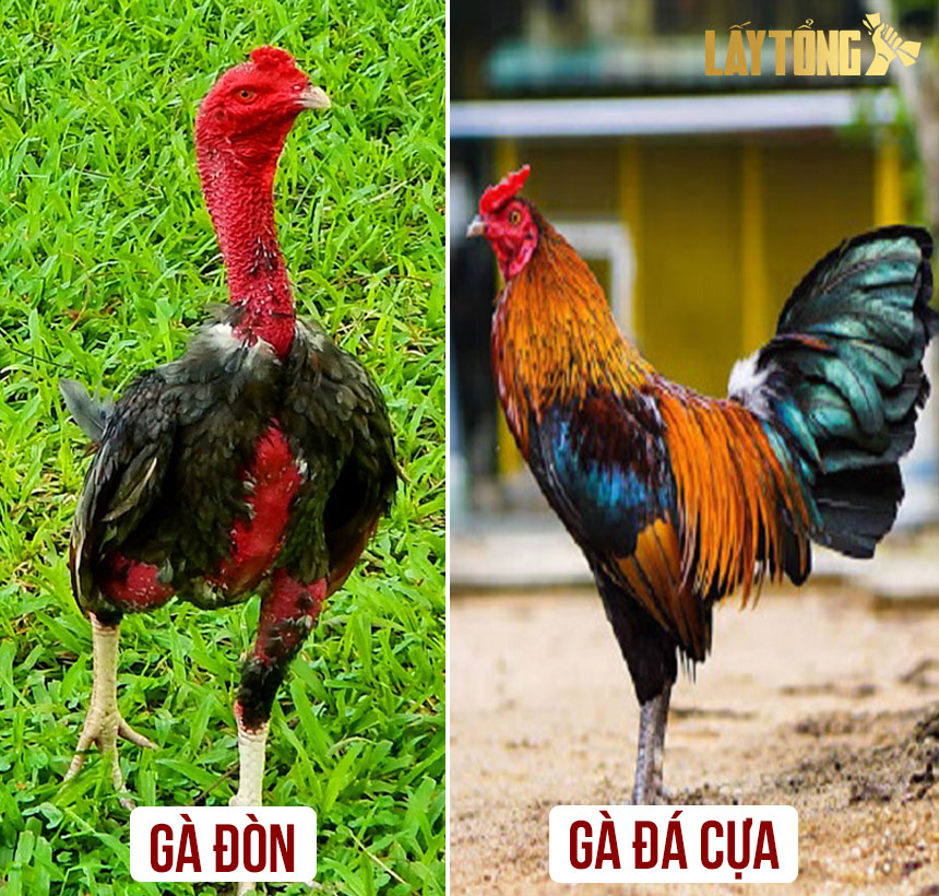Chọi gà đòn Việt Nam – Gà nòi đòn được nhiều người chơi