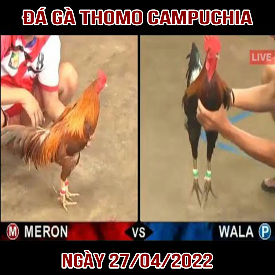 [Video]_Đá gà Thomo Campuchia ngày 27/4/2022