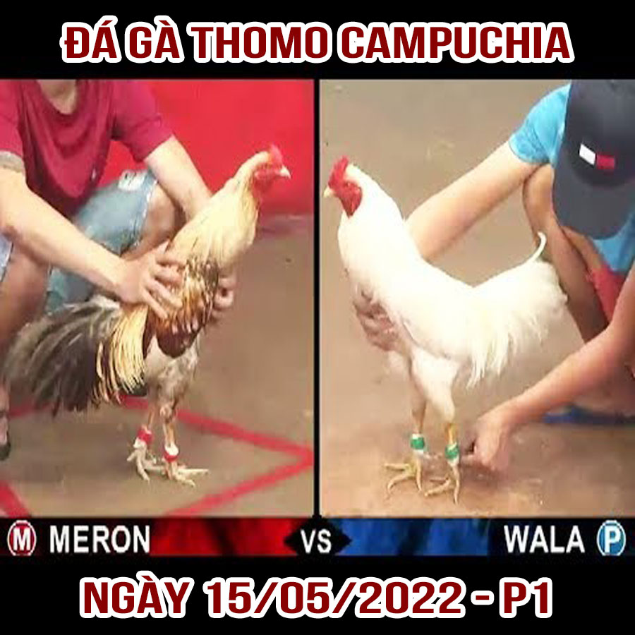 Tường thuật đá gà Thomo Campuchia ngày 15/05/2022 – Phần 1