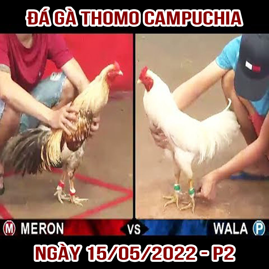 Tường thuật đá gà Thomo Campuchia ngày 15/05/2022 – Phần 2