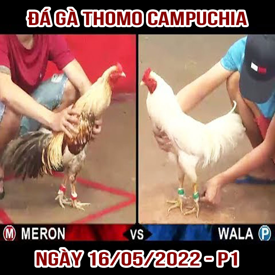 Tường thuật đá gà Thomo Campuchia ngày 16/05/2022 – Phần 1