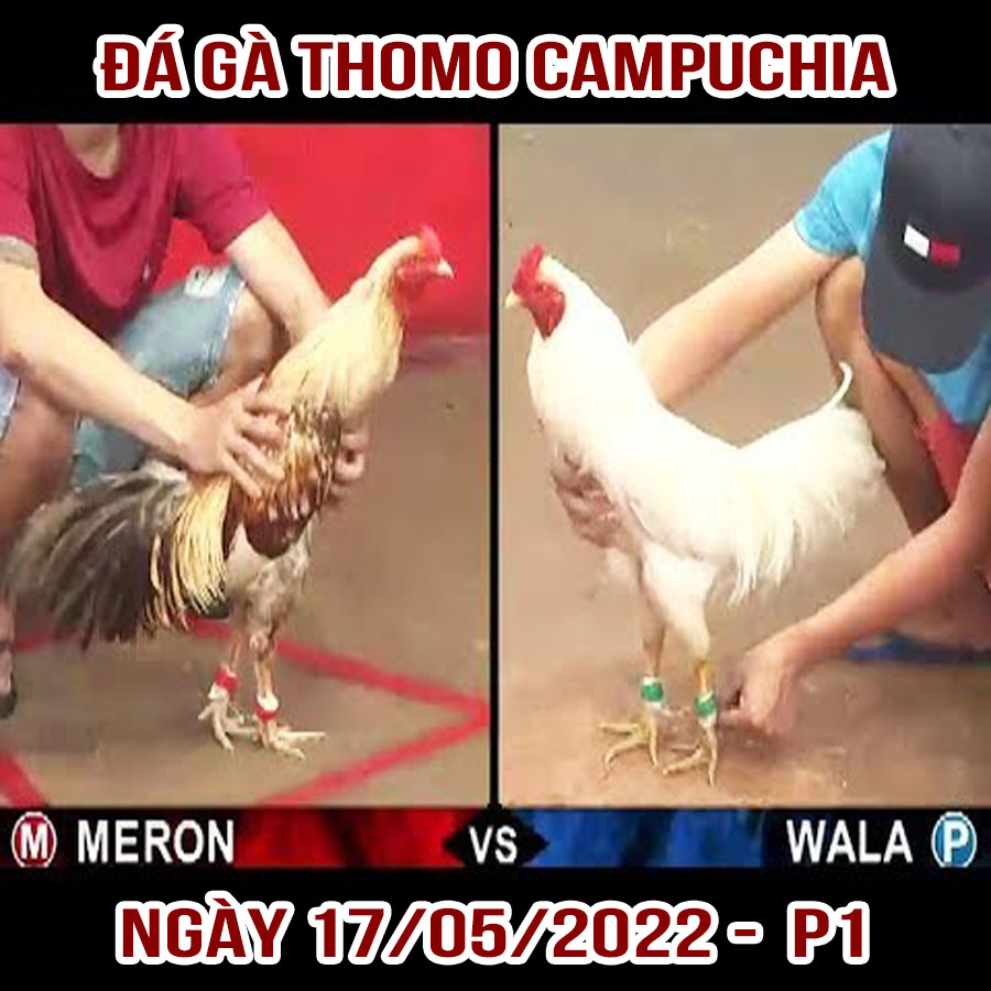 Tường thuật đá gà Thomo Campuchia ngày 17/05/2022 – P1