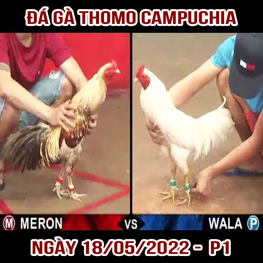 Tường thuật đá gà Thomo Campuchia ngày 18/05/2022 – P1
