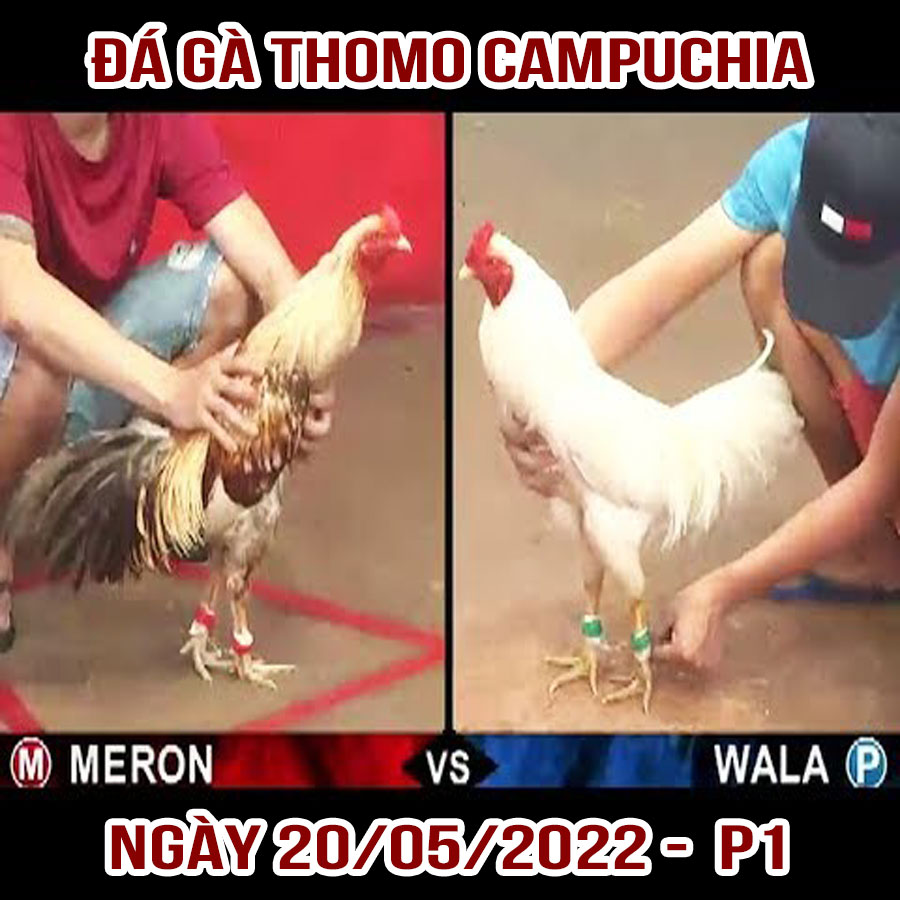 Tường thuật đá gà Thomo Campuchia ngày 20/05/2022 – P1
