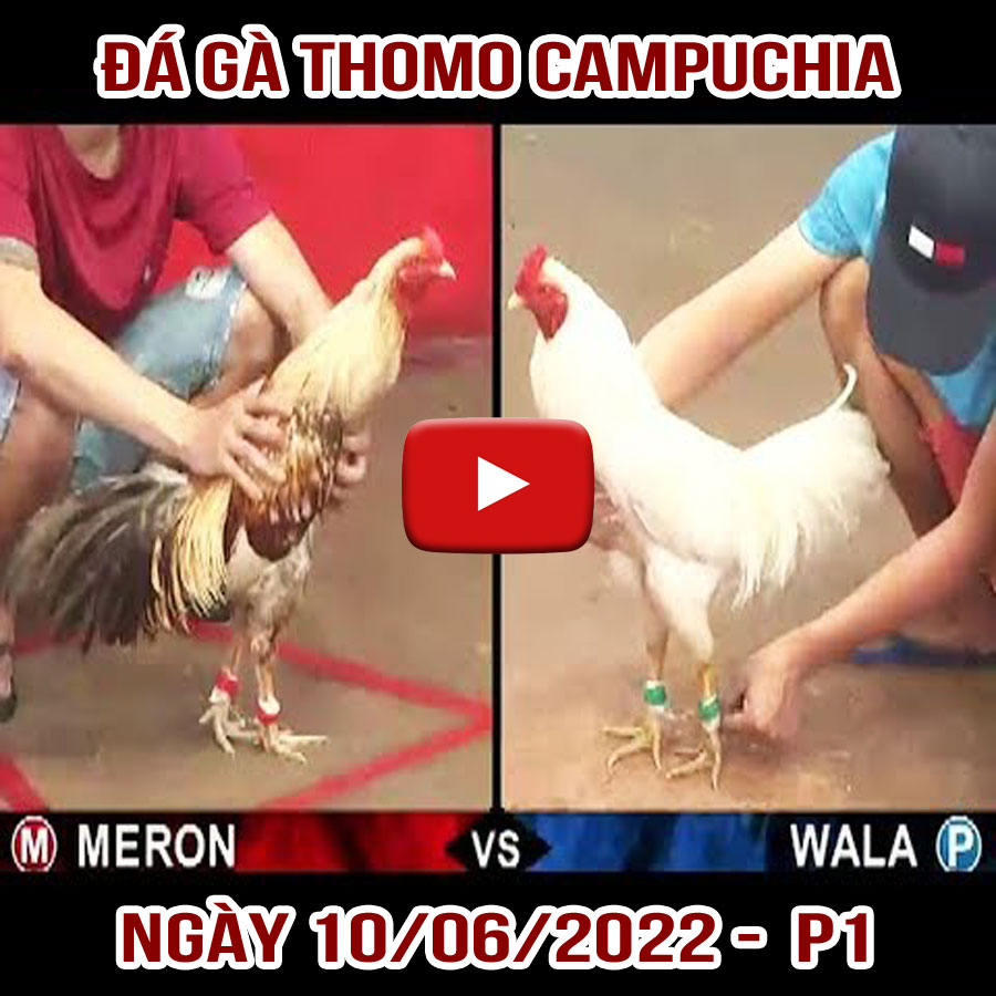 Tường thuật đá gà Thomo Campuchia ngày 10/06/2022 – P1