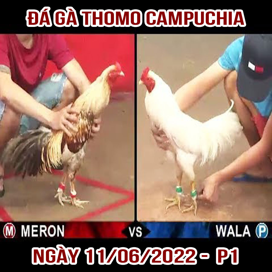 Tường thuật đá gà Thomo Campuchia ngày 11/06/2022 – P1