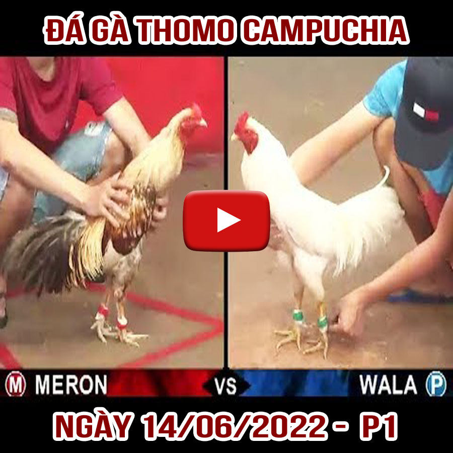 Tường thuật đá gà Thomo Campuchia ngày 14/06/2022 – P1