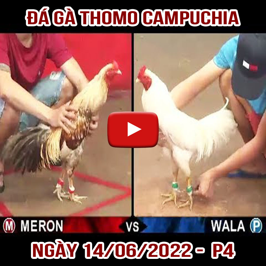Tường thuật đá gà Thomo Campuchia ngày 14/06/2022 – P4
