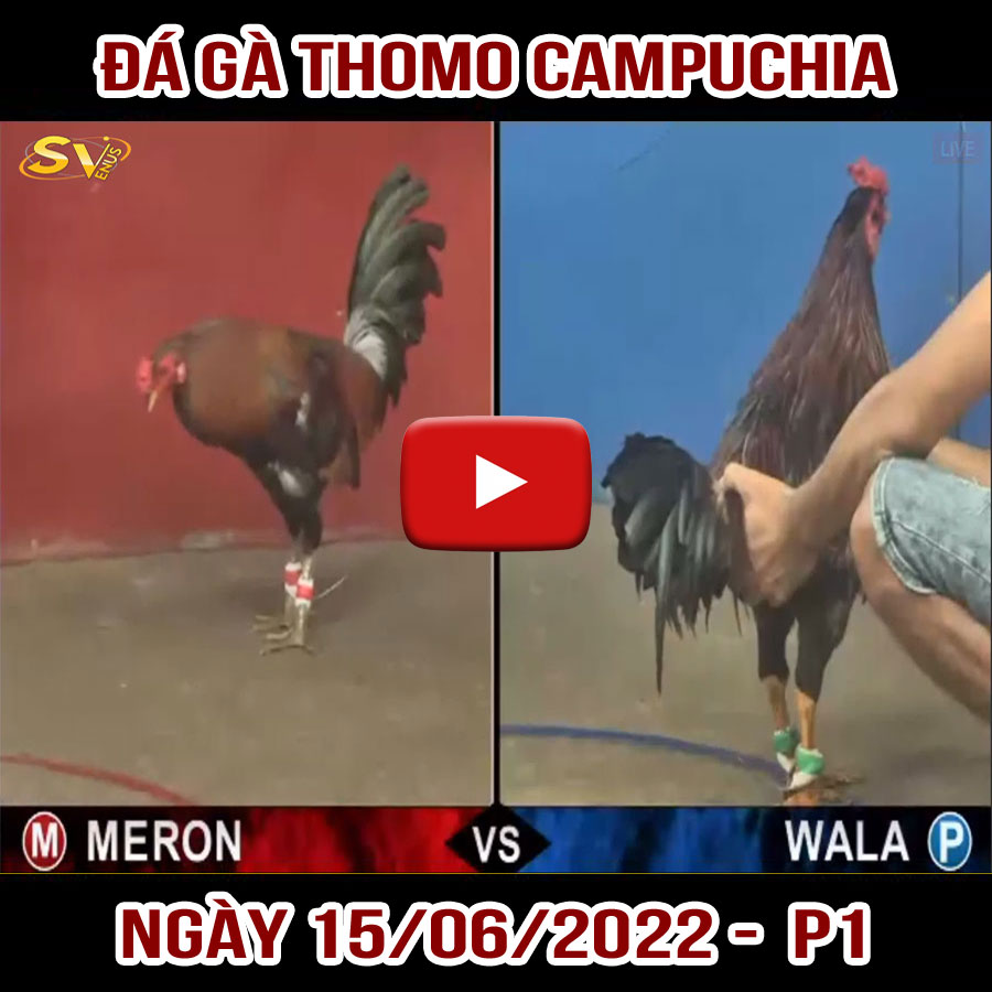 Tường thuật đá gà Thomo Campuchia ngày 15/06/2022 – P1