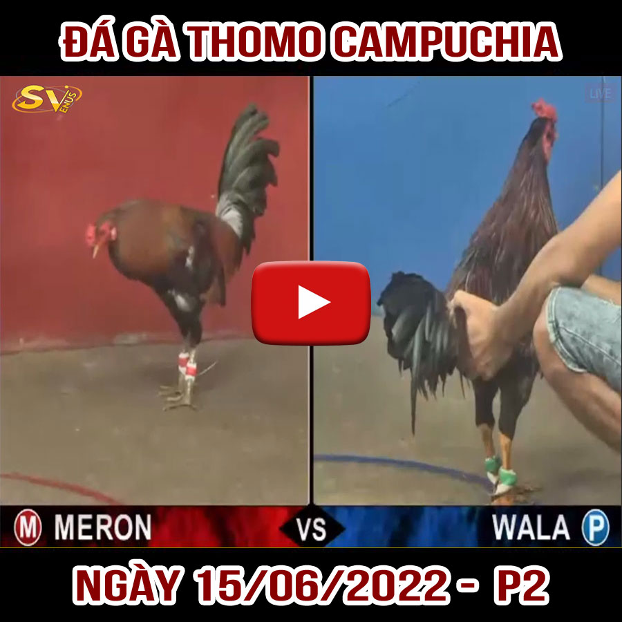 Tường thuật đá gà Thomo Campuchia ngày 15/06/2022 – P2