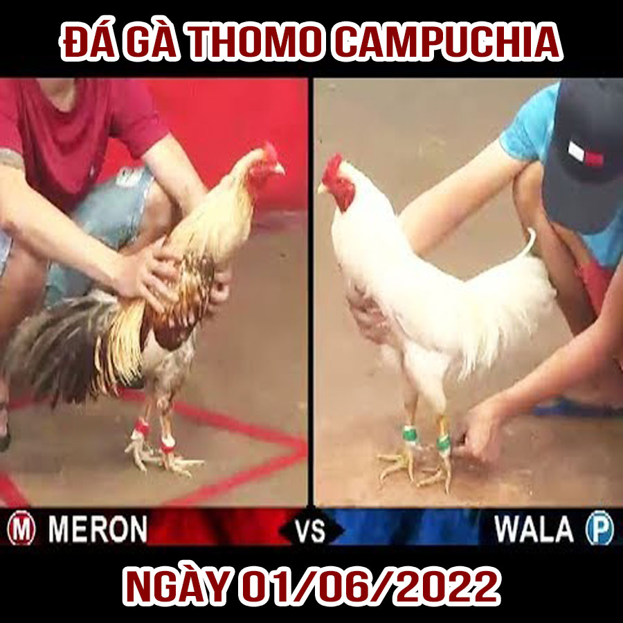 Tường thuật đá gà Thomo Campuchia ngày 01/06/2022