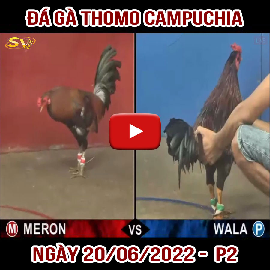 Tường thuật đá gà Thomo Campuchia ngày 20/06/2022 – P2