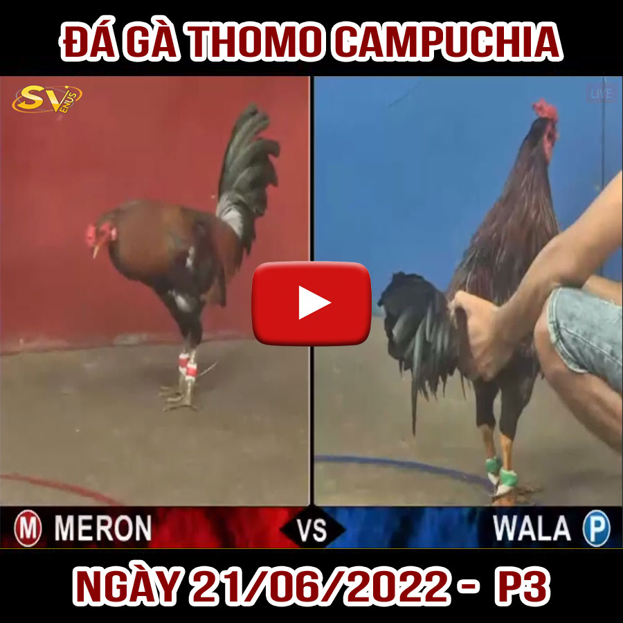 Tường thuật đá gà Thomo Campuchia ngày 21/06/2022 – P3