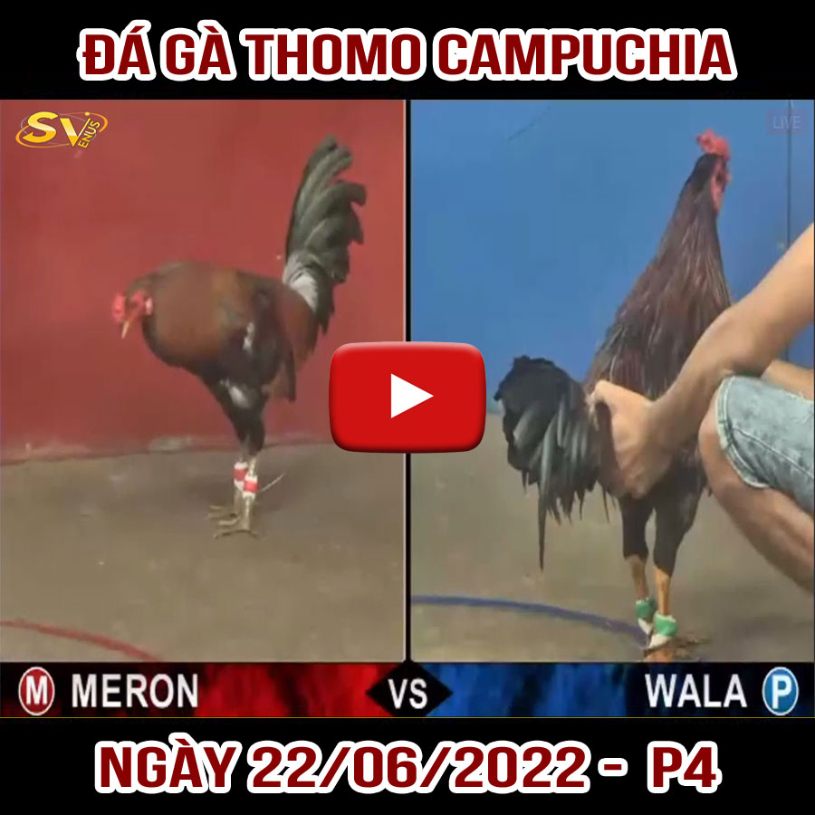 Tường thuật đá gà Thomo Campuchia ngày 22/06/2022 – P4