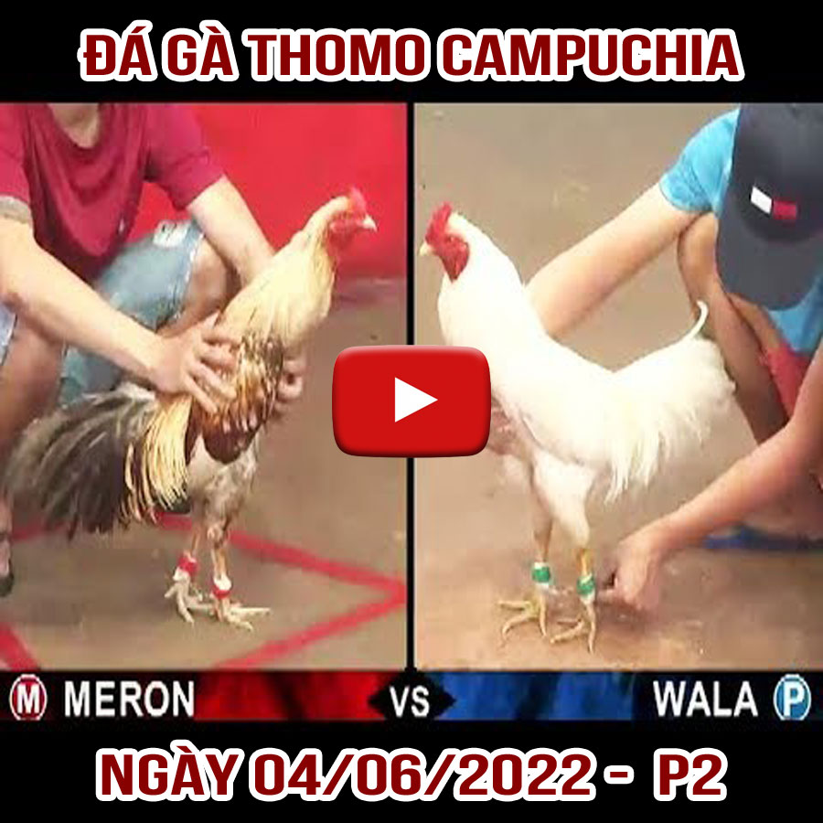 Tường thuật đá gà Thomo Campuchia ngày 04/06/2022 – P2
