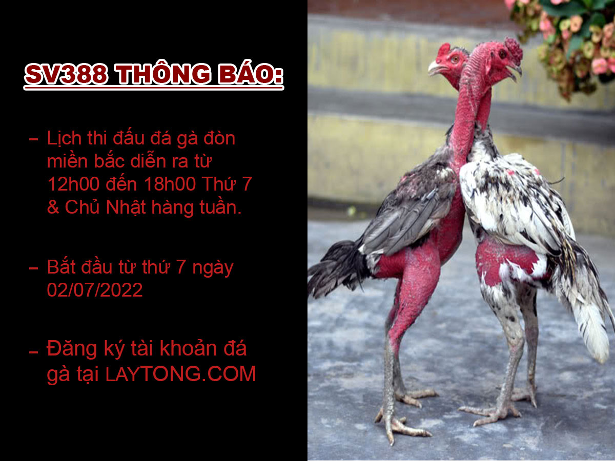 Lịch đấu gà đòn SV388 tại Thomo Campuchia