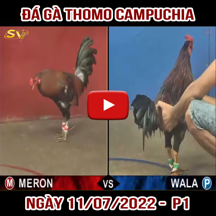 Tường thuật đá gà Thomo Campuchia ngày 11/07/2022 – P1