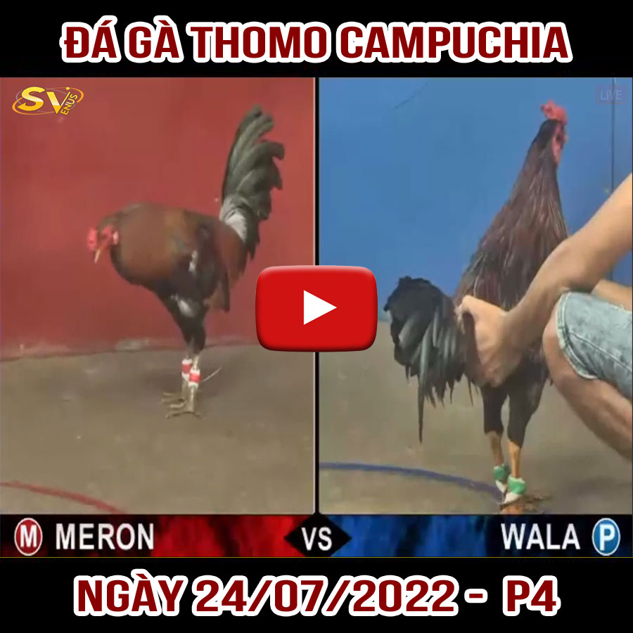 Tường thuật đá gà Thomo Campuchia ngày 24/07/2022 – P4