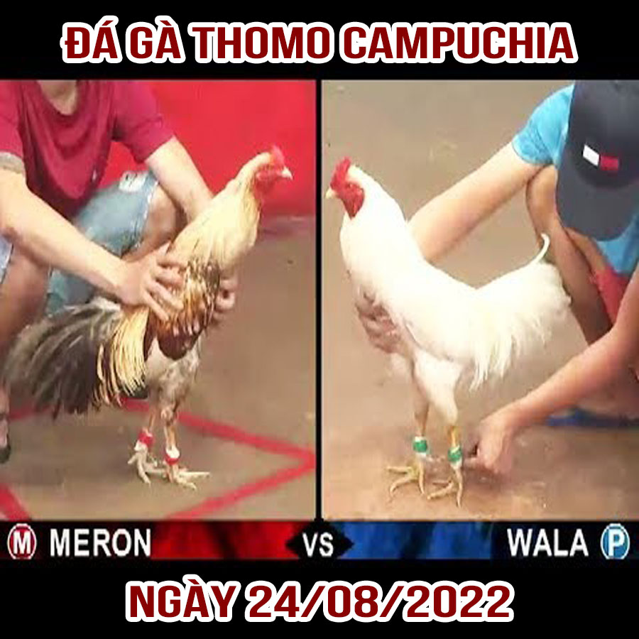 Tường thuật đá gà Thomo Campuchia ngày 24/08/2022