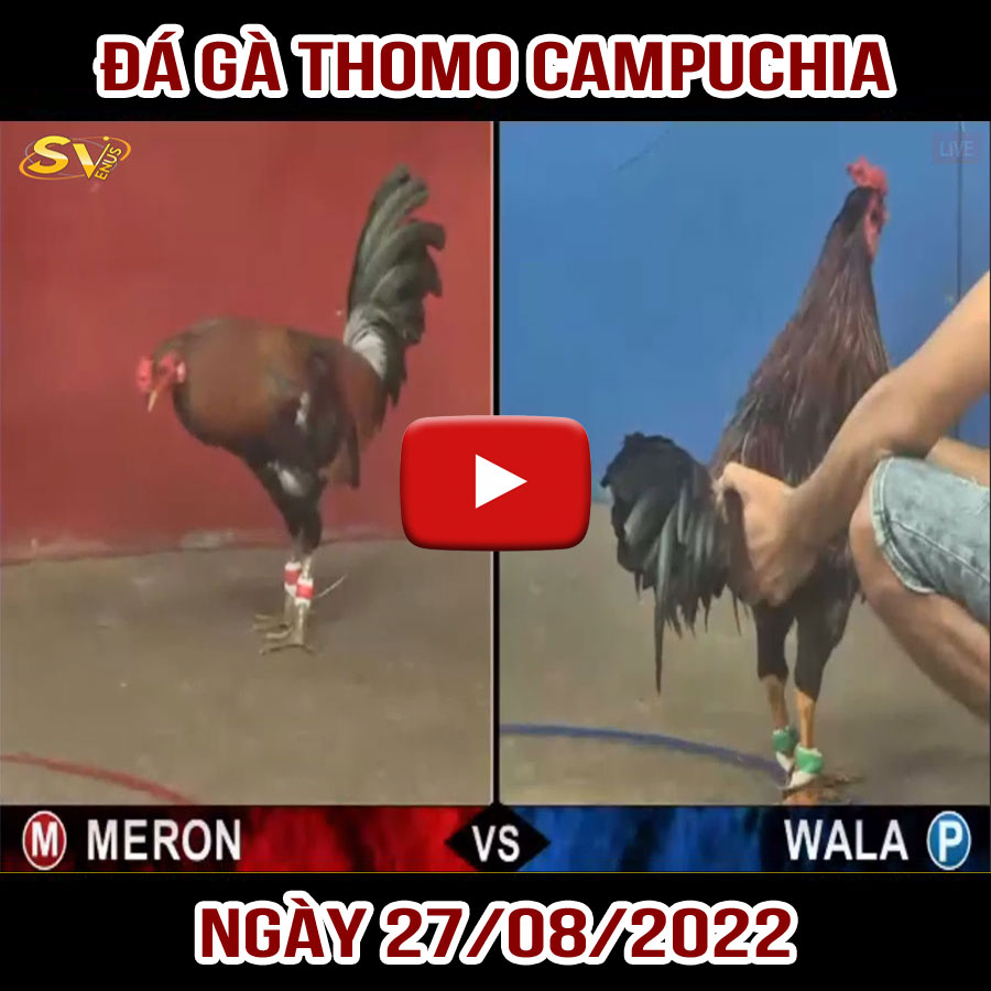 Tường thuật đá gà Thomo Campuchia ngày 27/08/2022