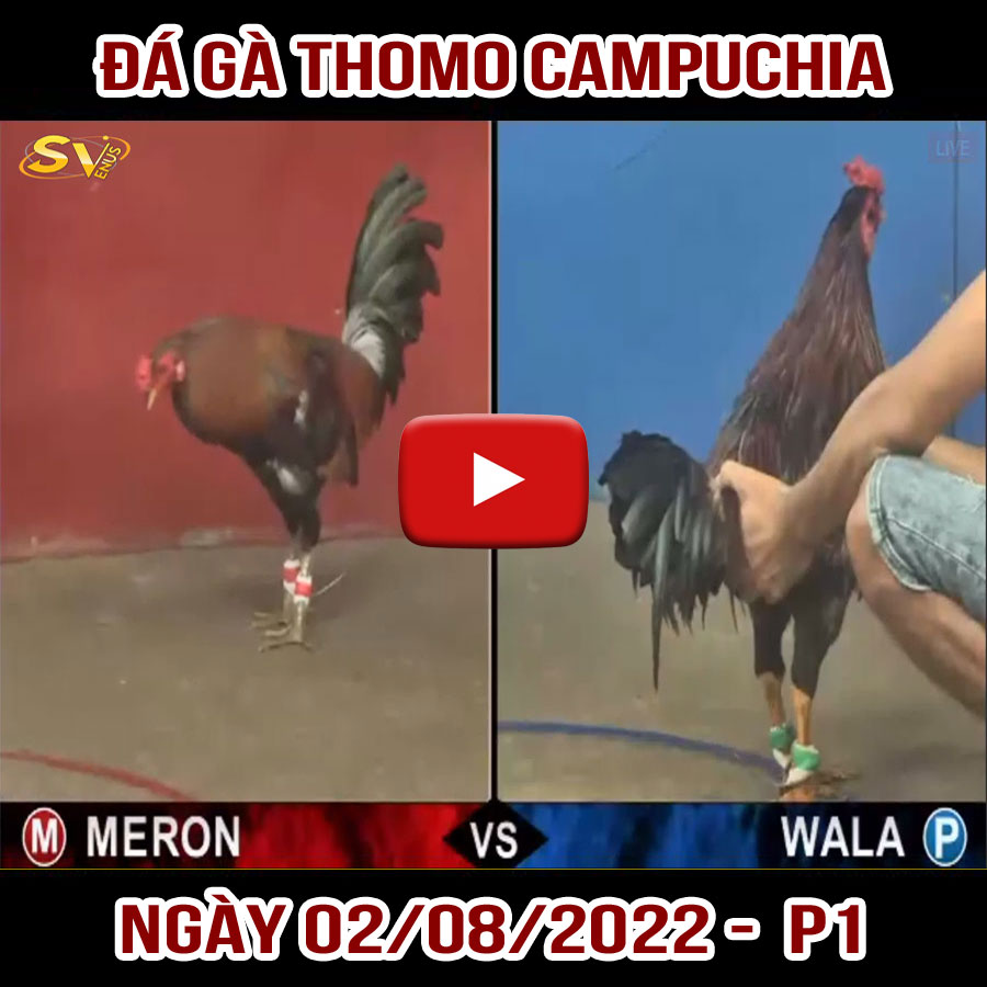 Tường thuật đá gà Thomo Campuchia ngày 02/08/2022 – P1