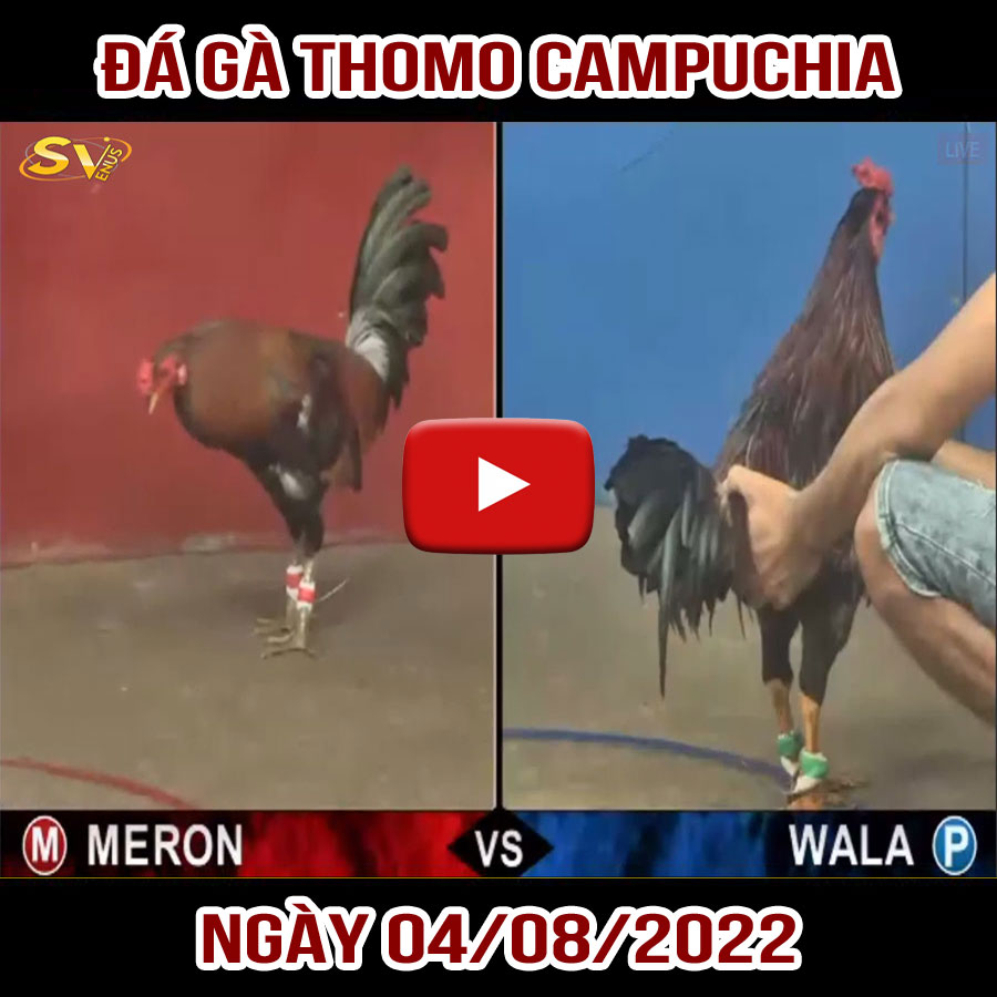 Tường thuật đá gà Thomo Campuchia ngày 04/08/2022