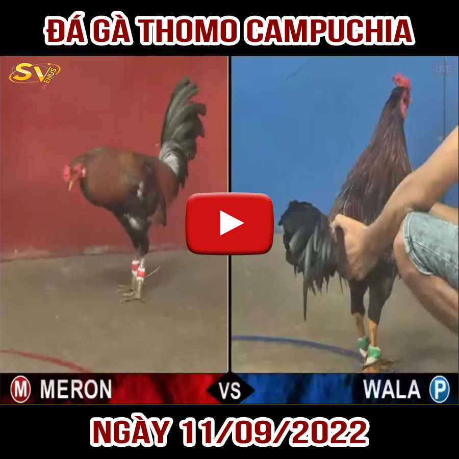 Tường thuật đá gà Thomo Campuchia ngày 11/09/2022
