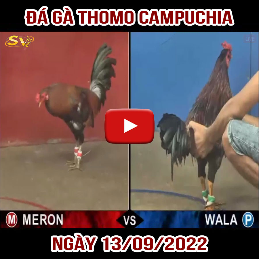 Tường thuật đá gà Thomo Campuchia ngày 13/09/2022