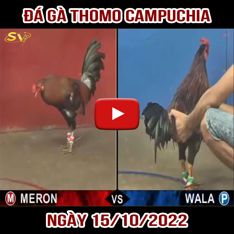 Tường thuật đá gà Thomo Campuchia ngày 15/10/2022