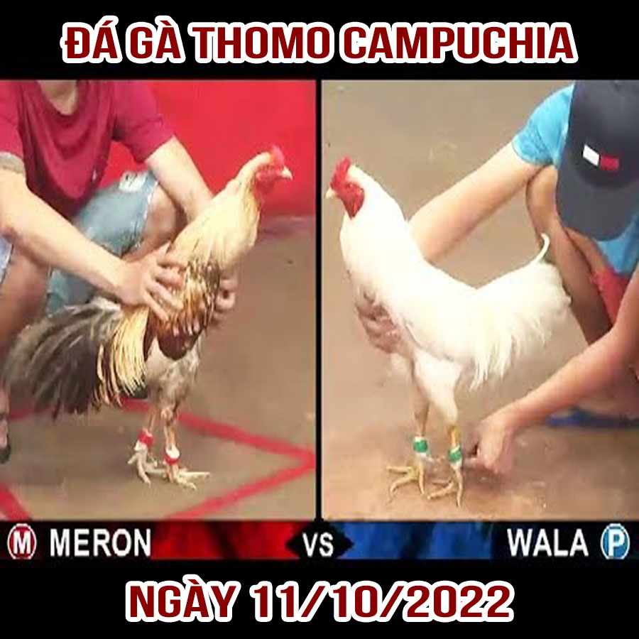 Tường thuật đá gà Thomo Campuchia ngày 11/10/2022