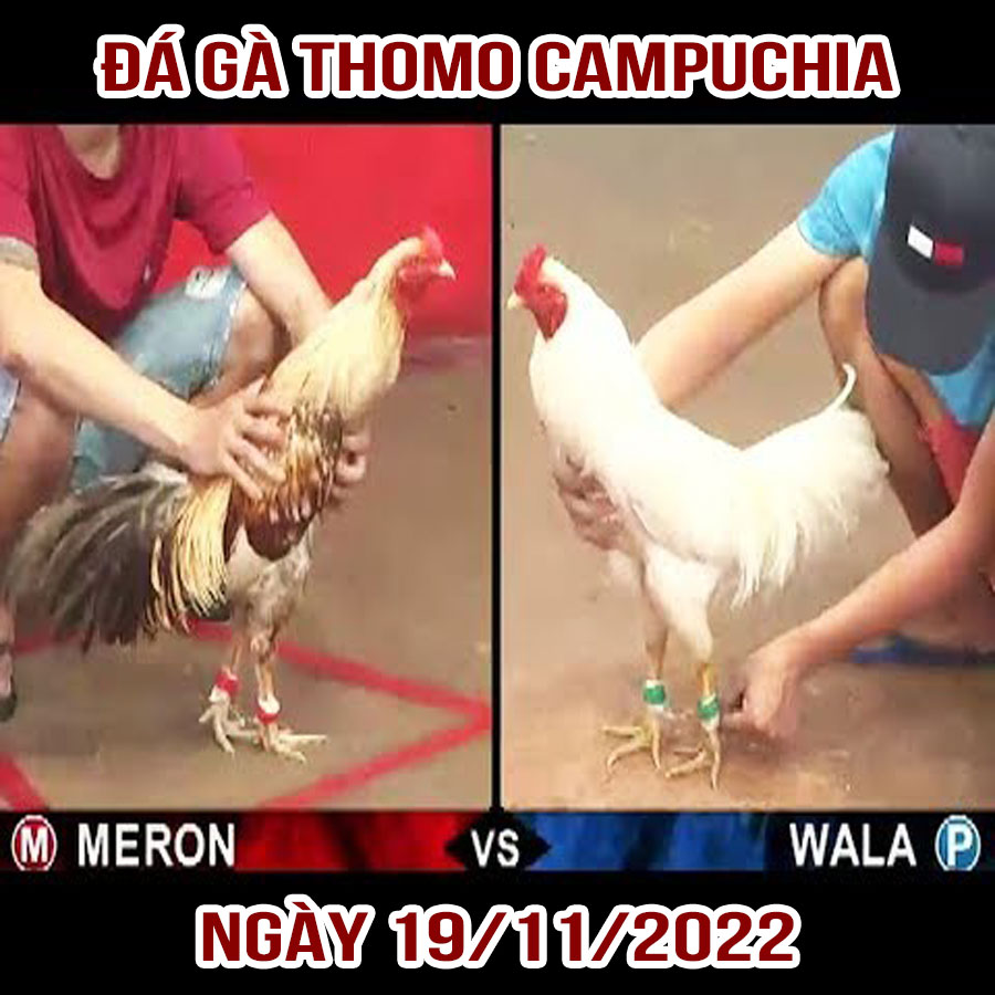 Tường thuật đá gà Thomo Campuchia ngày 19/11/2022