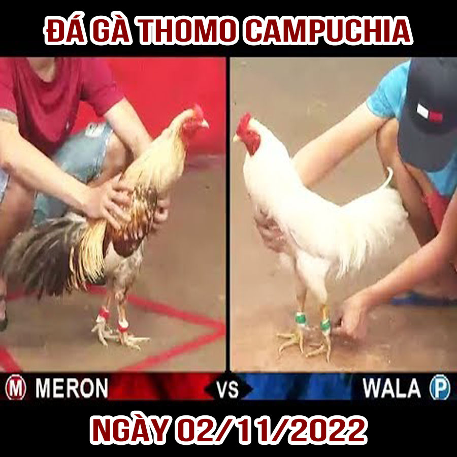 Tường thuật đá gà Thomo Campuchia ngày 02/11/2022