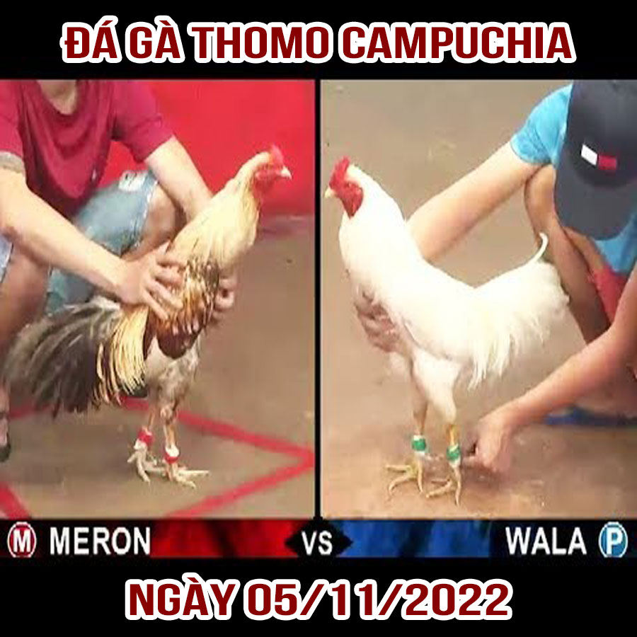 Tường thuật đá gà Thomo Campuchia ngày 05/11/2022